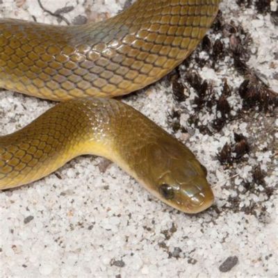 Yellow-Bellied Snake! A Timeless South African Tale Whispering Wisdom about Fear and Courage