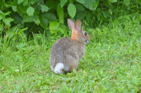 The Rabbit's Tail! A Delightful Japanese Folktale With Intriguing Moral Implications